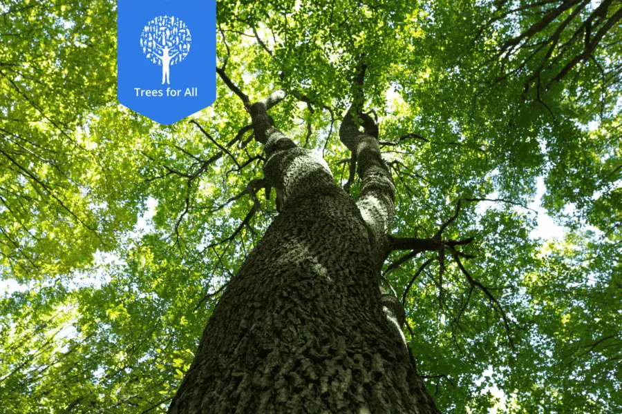 Trees for all
